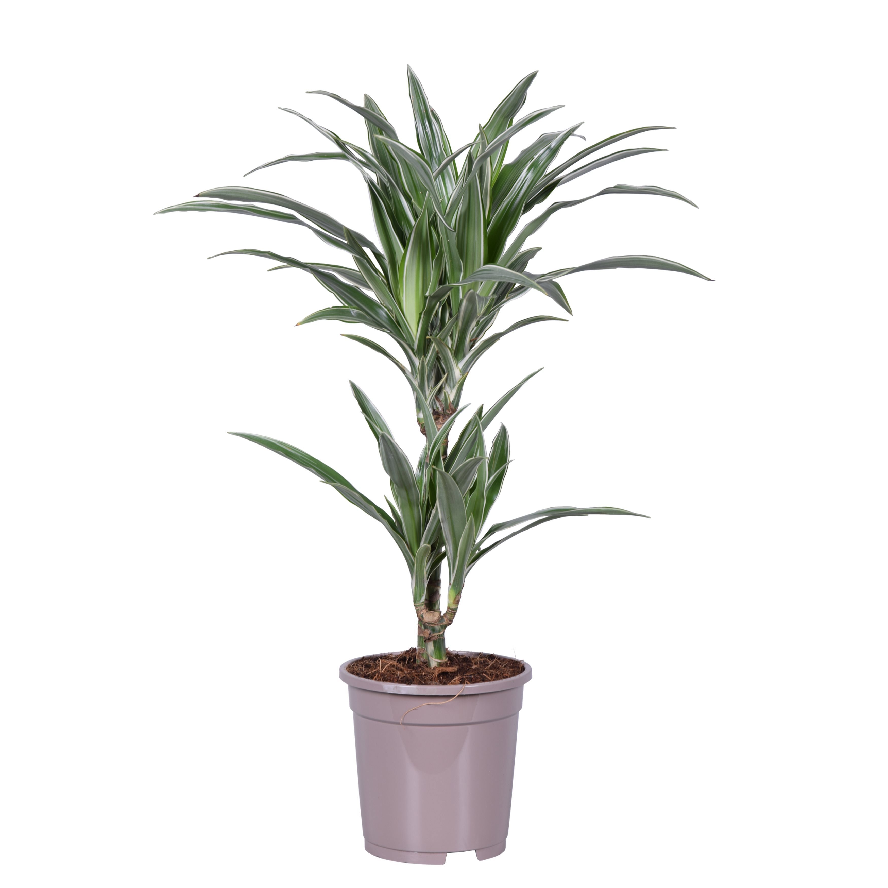 Dracaena warneckii