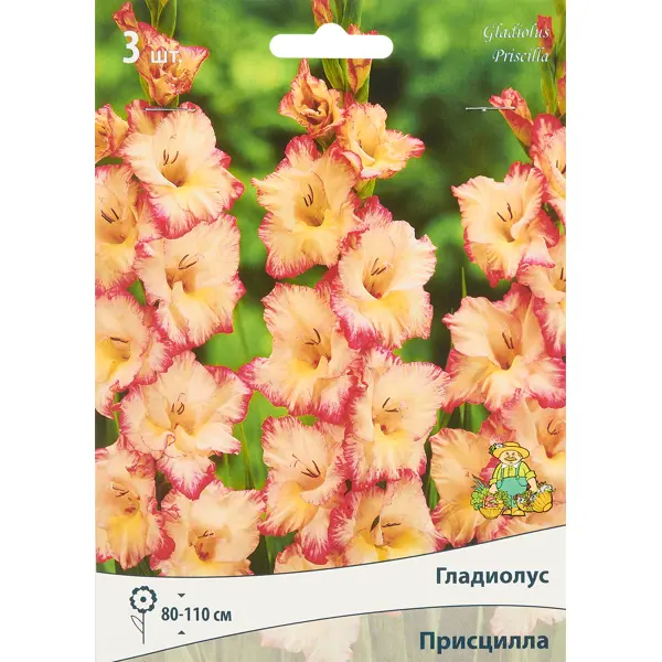 Гладиолус крупноцветковый Присцилла 3 шт. блок с липким краем 76 мм х 76 мм 80 листов пастель розовый