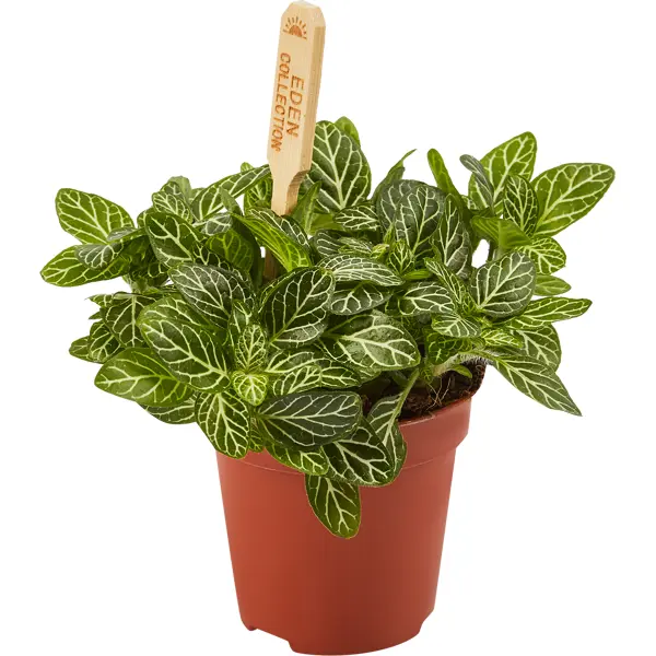Декоративно-лиственное растение Фиттония Бамбино ø5 h7-10 см