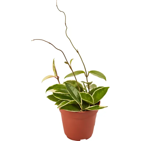 Декоративно-лиственное растение Хойя микс ø12 см декоративно лиственное растение кодиеум айстон ø8 h10 25 см