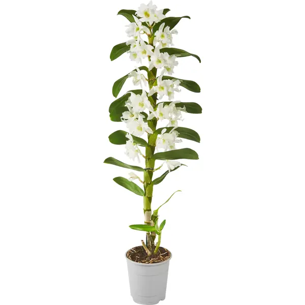 Орхидея Дендробиум Нобиле Аполлон ø12h55 см