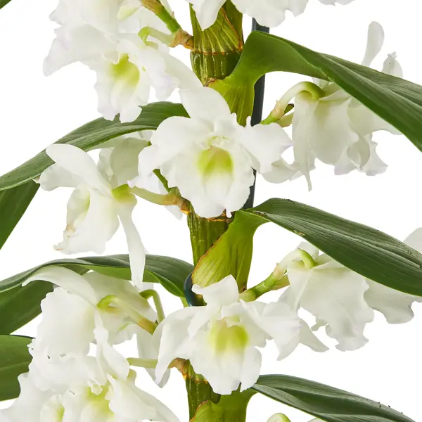 Орхидея Дендробиум - уход в домашних условиях: советы, рекомендации, план выращивания
