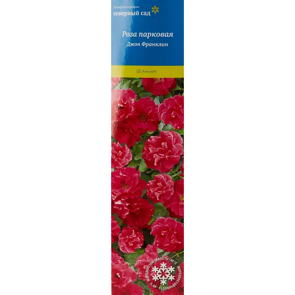 Роза канадская парковая «Джон Франклин» в Москве – купить по низкой цене в интернет-магазине Леруа Мерлен