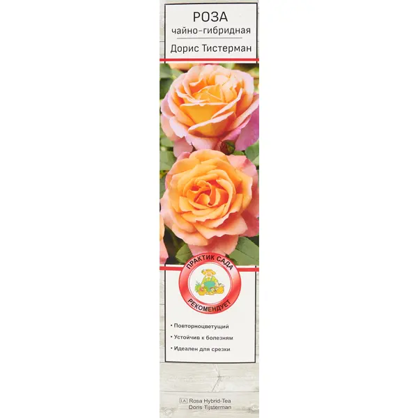 Роза чайно-гибридная Дорис Тистерман h100 см