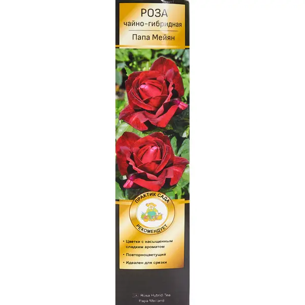 Роза чайно-гибридная Папа Мейян h100 см роза чайно гибридная чёрная магия 3 5 л