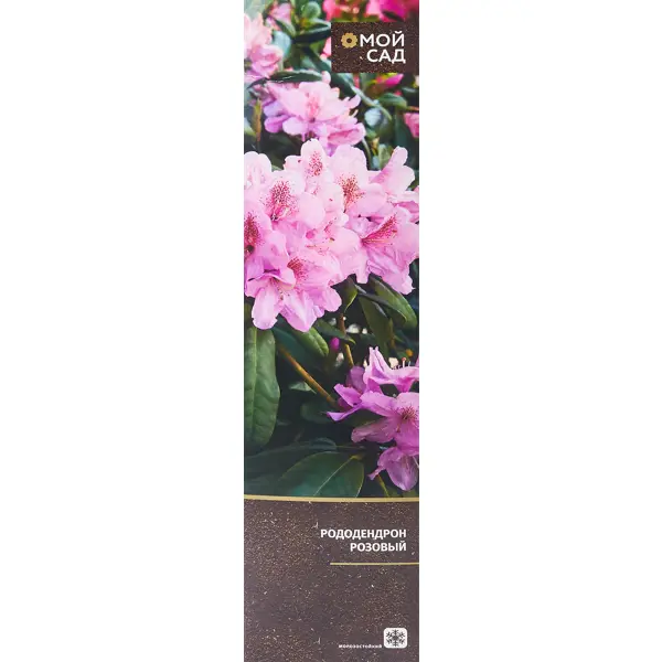Рододендрон розовый в тубе Цветочный альянс замша протирочная cartage 43×32 см перфорированная в тубе серый