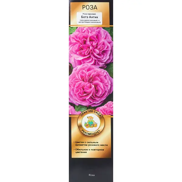 Роза парковая Ботэ Антик h100 см ок декоративный роза 30 см розовый y4 5509