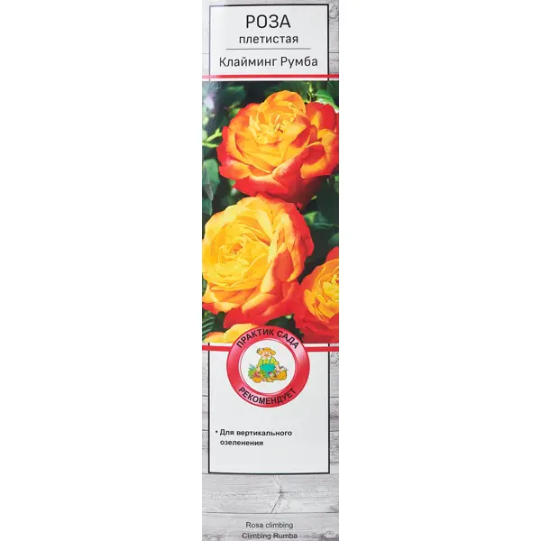 Роза плетистая Клайминг Румба h100 см роза плетистая эконом спрей в ассортименте