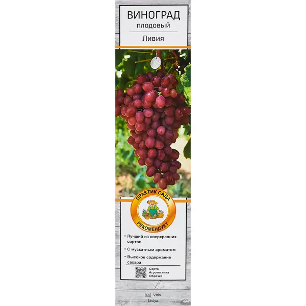 Виноград плодовый Ливия h60 см сумка хозяйственная средняя плотная 90335