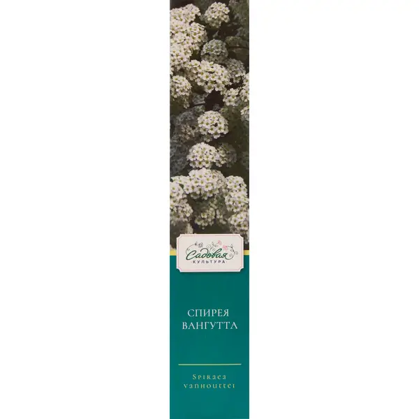 Саженцы декор-лиственные и цветущие в коробке h35 чубушник манто дэрмин