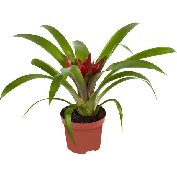 Гузмания (Guzmania)