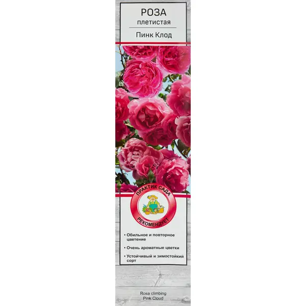 Роза плетистая Пинк Клод h100 см в Курске – купить по низкой цене в интернет-магазине Леруа Мерлен