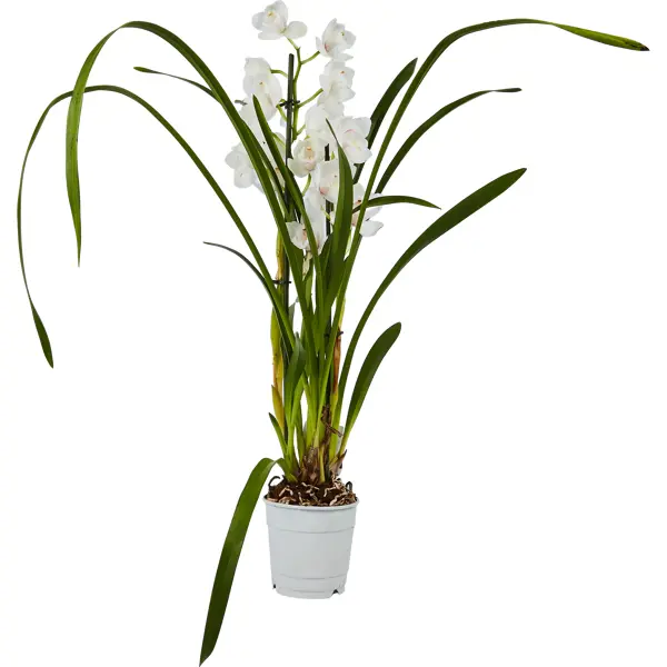Цимбидиум микс 1T5 ø12 h50 см орхидея цимбидиум