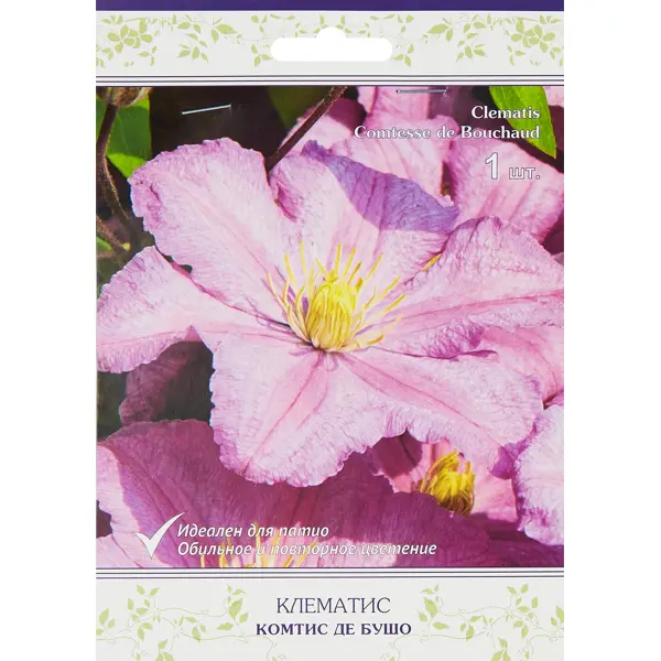 Клематис крупноцветковый Комтис де Бушо h200 см клематис ботанический принцесс кейт h200 см