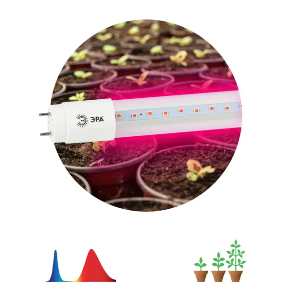 фото Фитолампа светодиодная линейная для растений эра fito т8 g13 18 в 220 вт 640 лм красно-синий спектр розовый свет