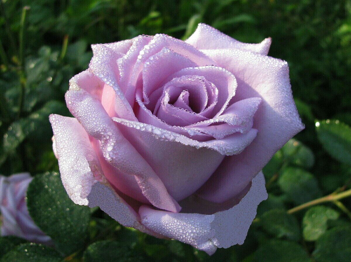 Куин амазон роза фото