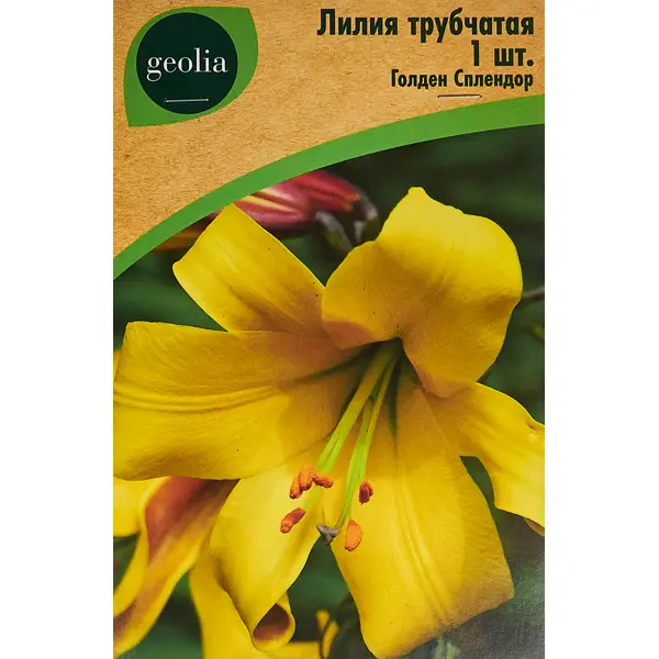 Лилия Geolia трубчатая Голден Сплендор лилия geolia трубчатая расти планет
