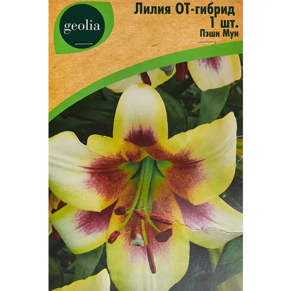 Лилия Geolia от-гибрид Пэшн Мун лилия geolia ла гибрид куплет