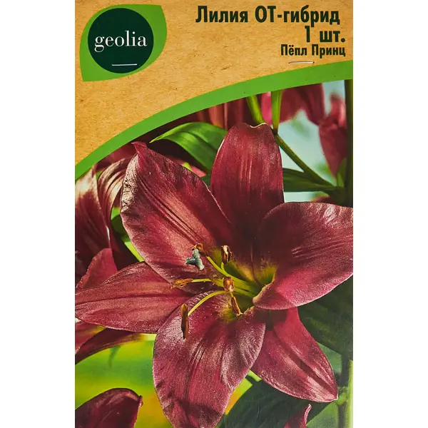 Лилия Geolia от-гибрид Пепл Принц лилия geolia от гибрид анастасия