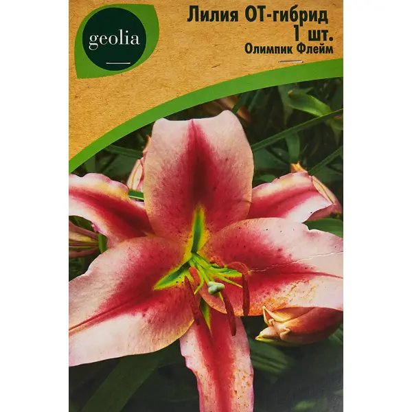 Лилия Geolia от-гибрид Олимпик Флейм лилия geolia от гибрид анастасия