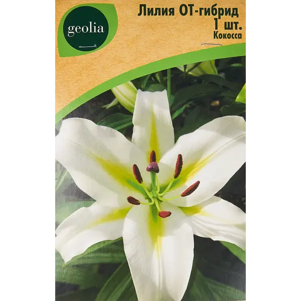 Лилия Geolia от-гибрид Кокосса лилия geolia от гибрид анастасия