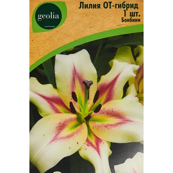 Лилия Geolia от-гибрид Бонбини лилия корсини от гибрид 2шт
