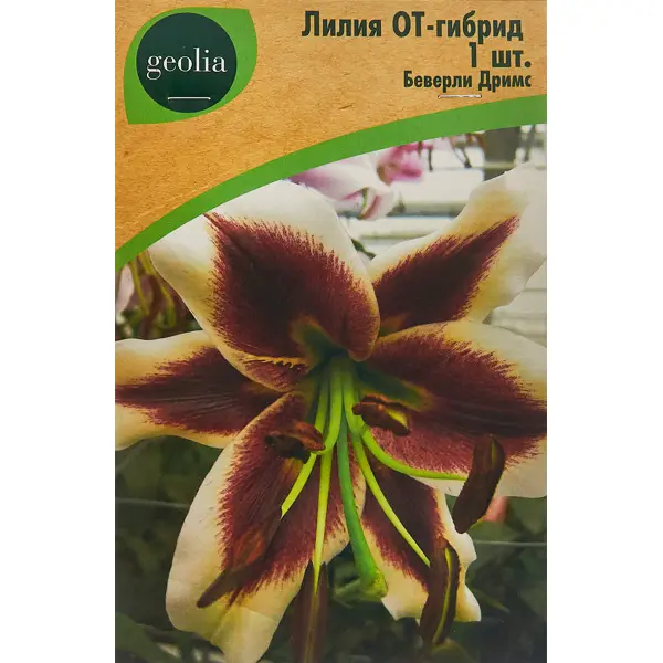 Лилия Geolia от-гибрид Беверли Дримс лилия geolia от гибрид олимпик флейм