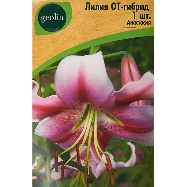 Лилия Geolia от-гибрид Анастасия лилия geolia ла гибрид куплет