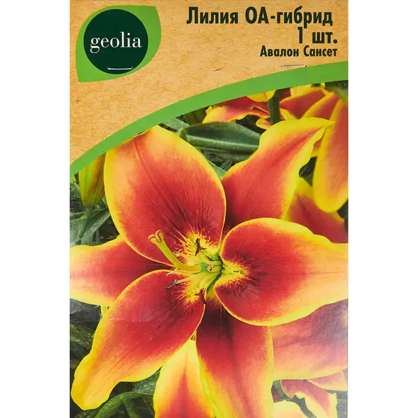 Лилия Geolia оа-гибрид Авалон Сансет лилия geolia трубчатая пинк перфекшн