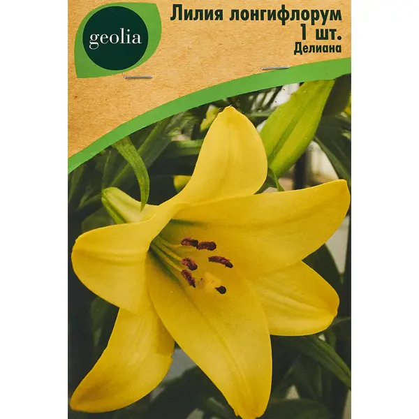 Лилия Geolia Лонгифлорум Делиана лилия geolia видовая прекрасная рубрум