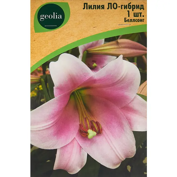 Лилия Geolia ло-гибрид Беллсонг лилия geolia от гибрид анастасия