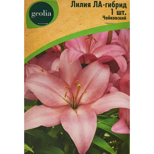 Лилия Geolia ла-гибрид Чайковский лилия geolia ла гибрид санкрест