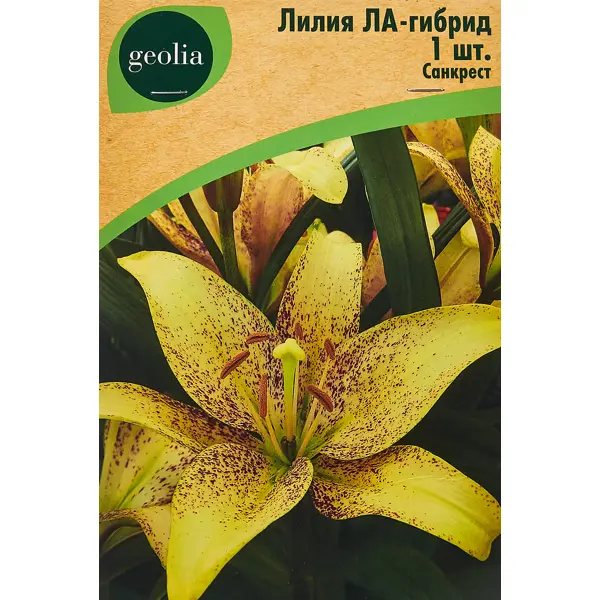 Лилия Geolia ла-гибрид Санкрест лилия geolia от гибрид пэшн мун
