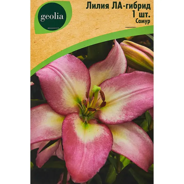 Лилия Geolia ла-гибрид Самур лилия geolia ла гибрид брайт даймонд