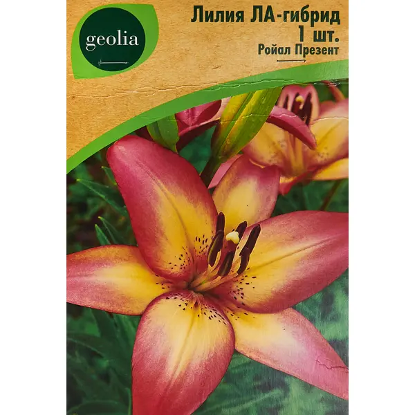 Лилия Geolia ла-гибрид Ройал Презент лилия geolia ла гибрид куплет