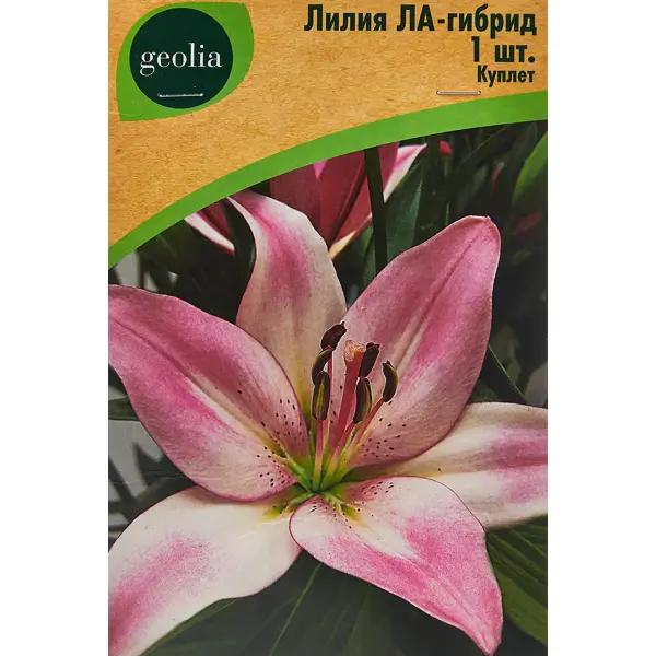 Лилия Geolia ла-гибрид Куплет лилия geolia ла гибрид брайт даймонд