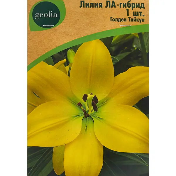 Лилия Geolia ла-гибрид Голден Тайкун лилия geolia ла гибрид брайт даймонд