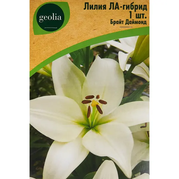 Лилия Geolia ла-гибрид Брайт Даймонд лилия geolia от гибрид пэшн мун
