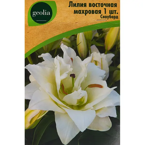 Лилия Geolia восточная махровая Сноуборд лилия geolia ла гибрид куплет