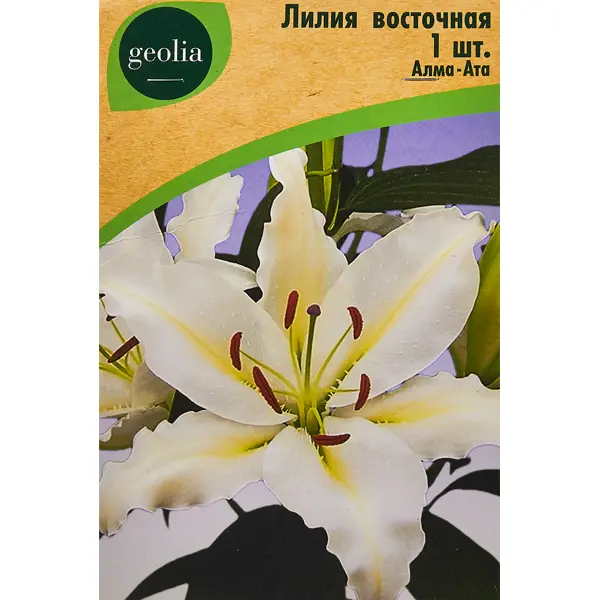 Лилия Geolia восточная Алма-ата лилия geolia восточная плейтайм