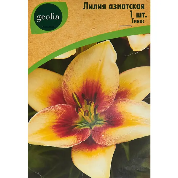Лилия Geolia азиатская Тинос лилия geolia азиатская бернинг джой