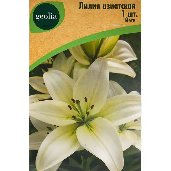 Лилия Geolia азиатская Йети лилия geolia азиатская махровая спринг пинк