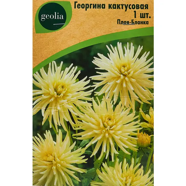 Георгина Geolia кактусовая Плая-бланка георгина кактусовая йеллоу стар 1 шт
