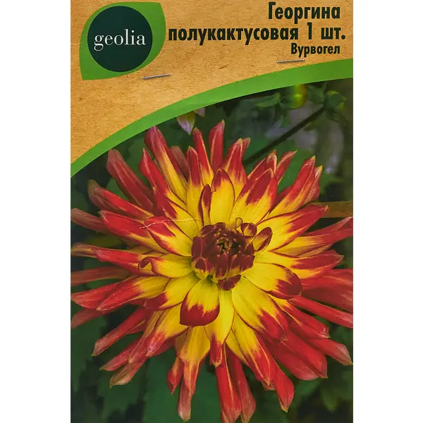 Георгина Geolia полукактусовая Вурвогел семена ы георгина махровая смесь окрасок 0 3 г ная упаковка поиск