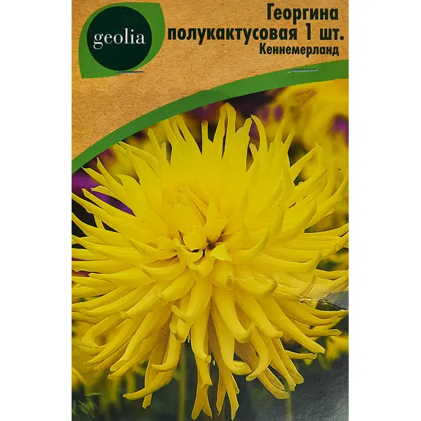 Георгина Geolia полукактусовая Кеннемерланд лилия geolia от гибрид пэшн мун