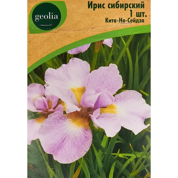 Ирис Geolia сибирский Кита-но-сейдза ирис geolia сибирский пинк парфе