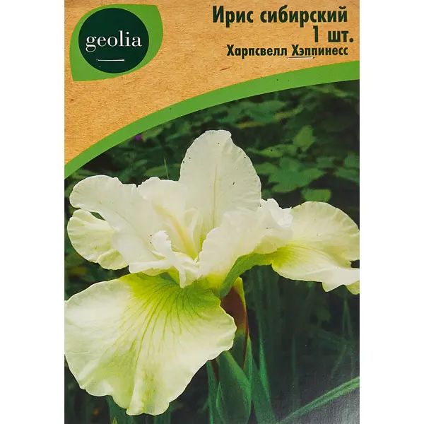 Ирис Geolia сибирский Харпсвелл Хэппинесс базилик зеленый лимонный сибирский сад