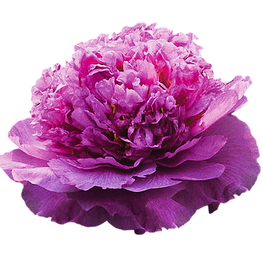 Садовые цветы в Москве – купите в интернет-магазине Леруа Мерлен повыгодным ценам