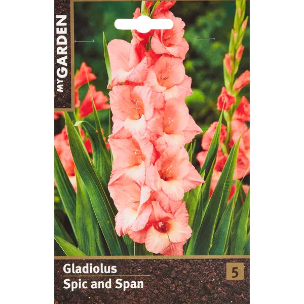 Гладиолус крупноцветковый Спик Энд Спан гладиолус крупноцветковый принцесс маргарет роуз 3 шт