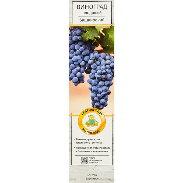 Виноград плодовый Башкирский h60 см виноград плодовый в коробке